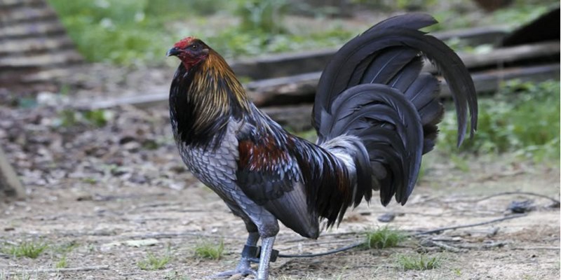 Gà mỹ có thân hình cao lớn, khỏe mạnh, vóc dáng cân đối cùng cặp đùi săn chắc