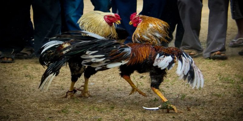 Các trận đấu nổi bật tại 58WIN có gì hấp dẫn