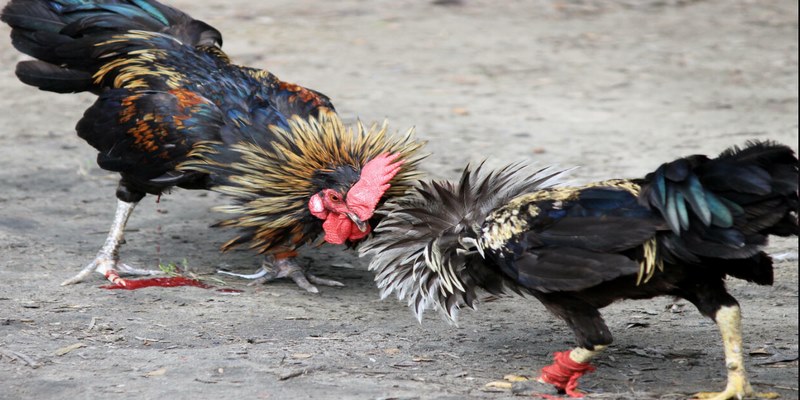 Xu hướng đá gà 58WIN hiện đang mang đến cho người chơi trải nghiệm thú vị 